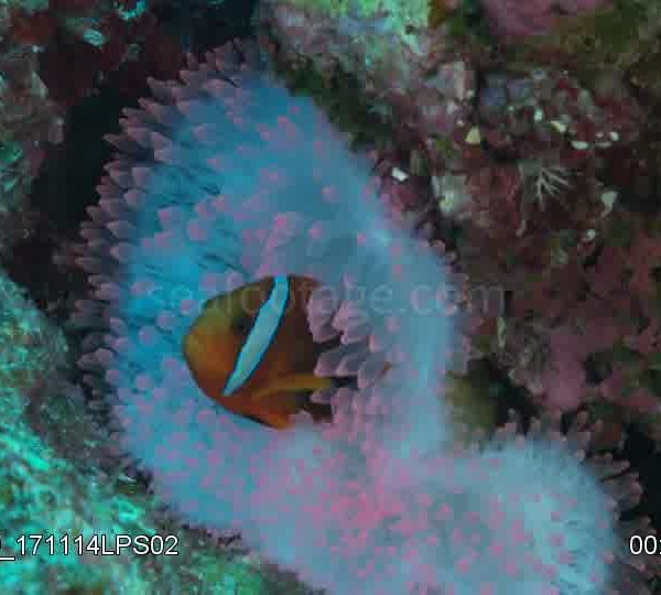 Poissons_clown_dans_anemone_blanche_et_boules_roses_fluo