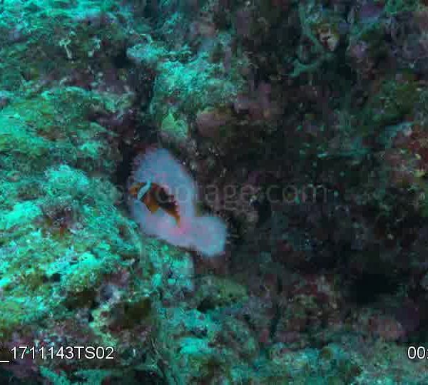 Poissons_clown_dans_anemone_blanche_et_boules_roses_fluo_plan_large