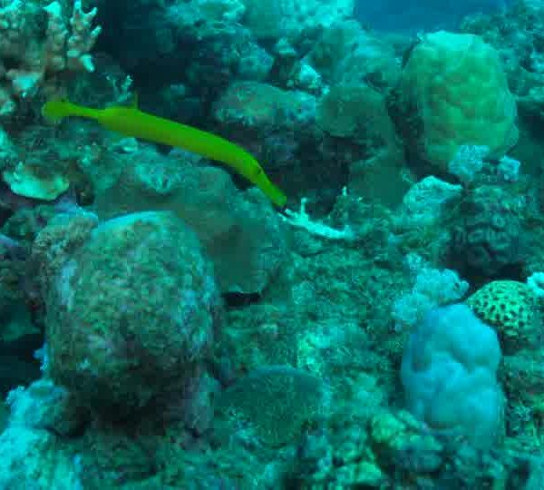 Poissons_trompette_jaune_avance_sur_corail_et_va_dans_trou