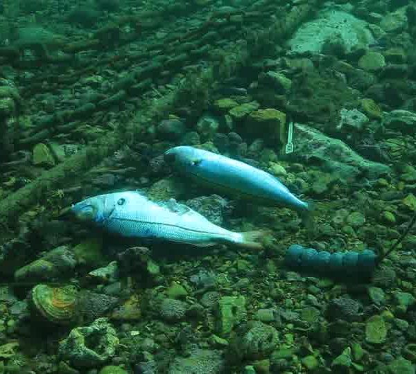 Pollution_poissons_morts_large