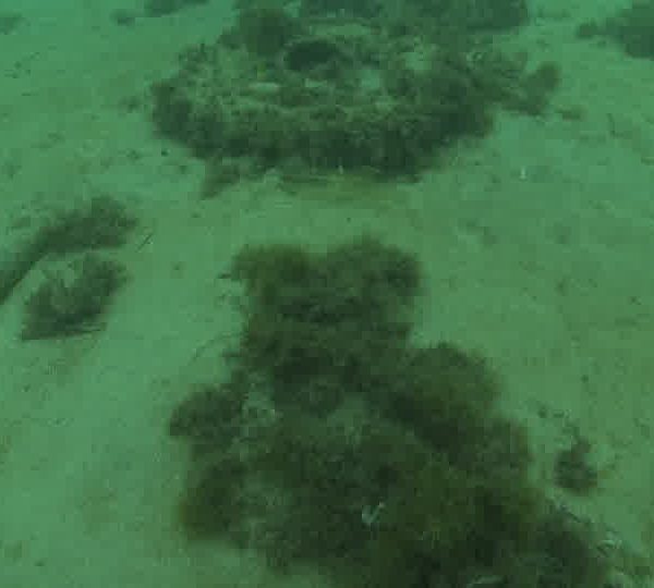 Pollution_raie_pastenague_sur_sable_avec_poubelle
