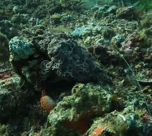 Pollution_rejets_de_peche_gorgonocephale