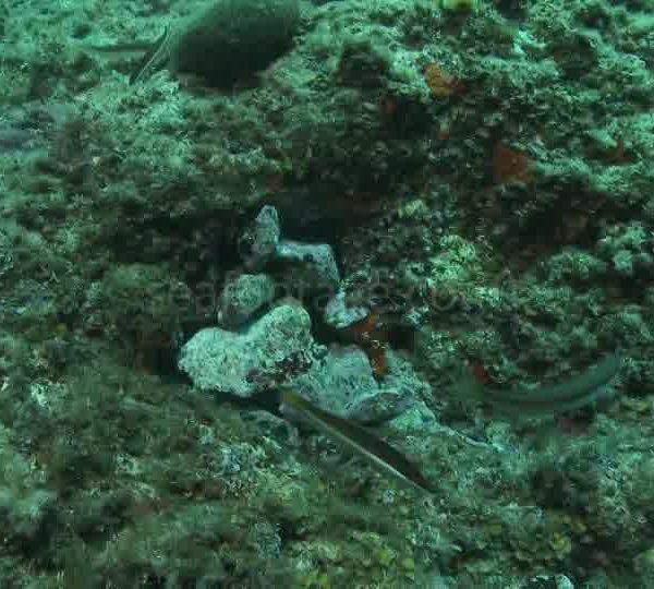 Poulpe dans trou vue de l exterieur avec cailloux devant