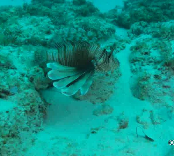 Ptyroïs_cherche_a_manger_dans_le_sable_et_corail