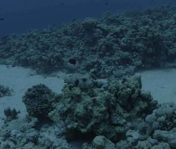 R065C010_1809116AS02_Diodon_pose_sur_corail_puis_part