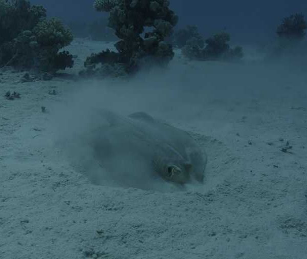 Raie_pastenague_a_points_bleus_mange_dans_le_sable+++