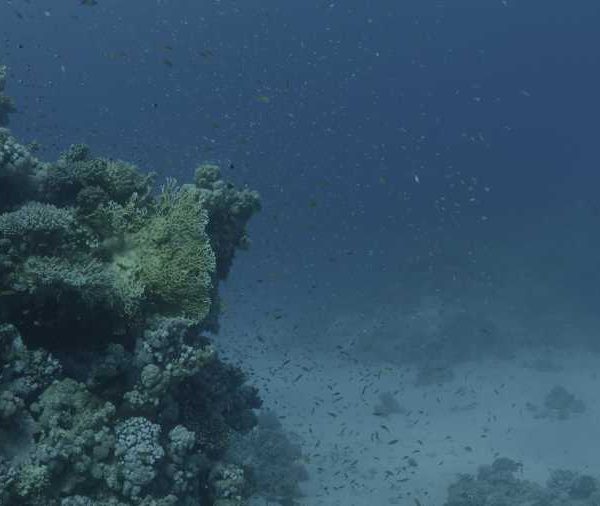 Banc_d’Anthias__juvenile_sur_reef