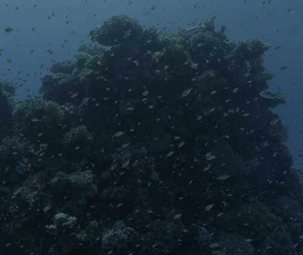 Banc_d’Anthias__juvenile_sur_tete_de_corail+++