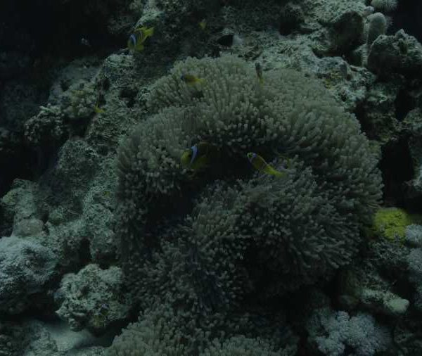 Poissons clown grande famille dans anemones