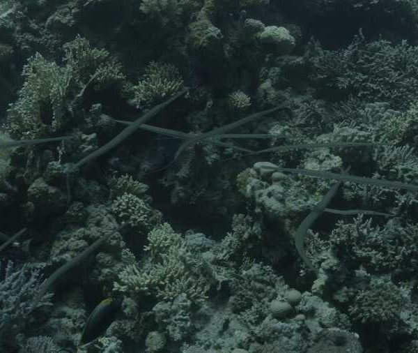 Poissons trompette groupe se croisent