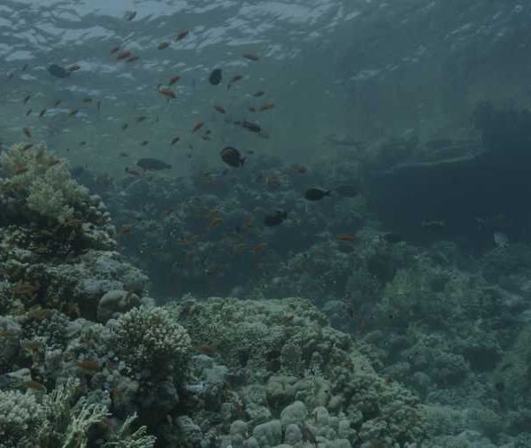 Joli corail avec Anthias