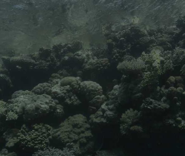 Corail sous la surface