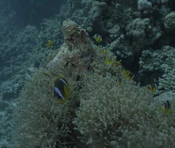 Poissons clown famille dans anemone