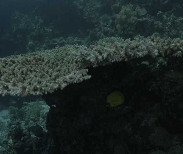 Corail jolie table d’acropora plan moyen et vue de dessous