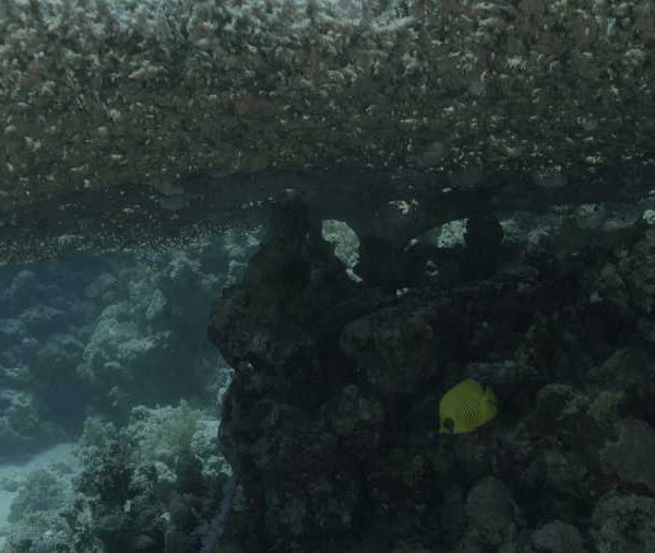 Corail jolie table d’acropora vue de dessus et dessous avec des poissons