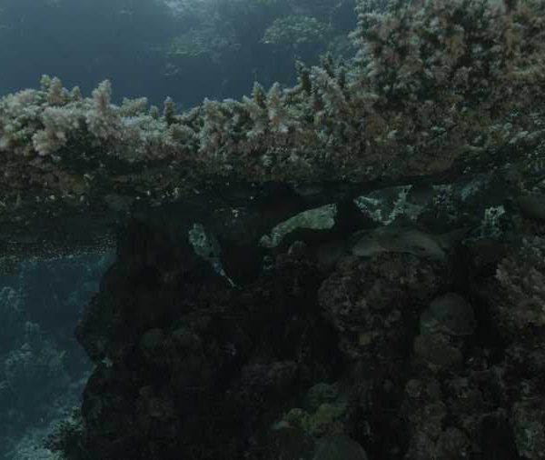 Corail jolie table d’acropora avec poissons qui dort dessous Corail jolie table d’acropora avec poissons qui dort dessous