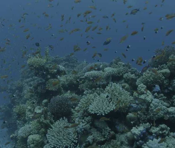 Anthias sur corail plan moyen