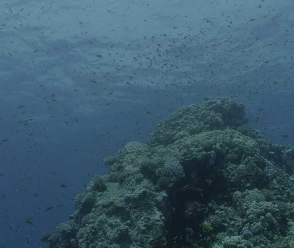 Anthias sur corail plan large
