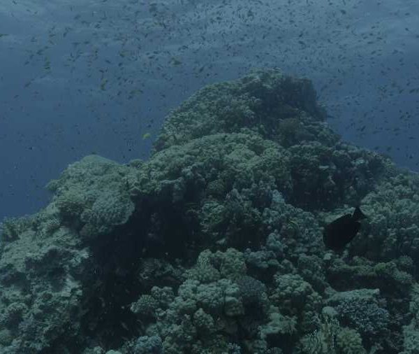 Anthias sur corail plan large et fixe