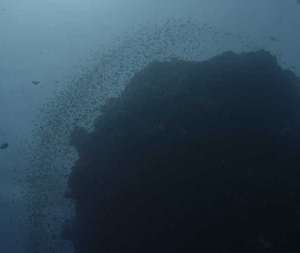 Anthias sur corail plan large en contre jours