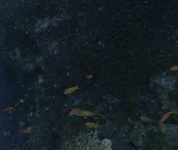 Anthias mangent sous corail avec poissons miroir plan moyen