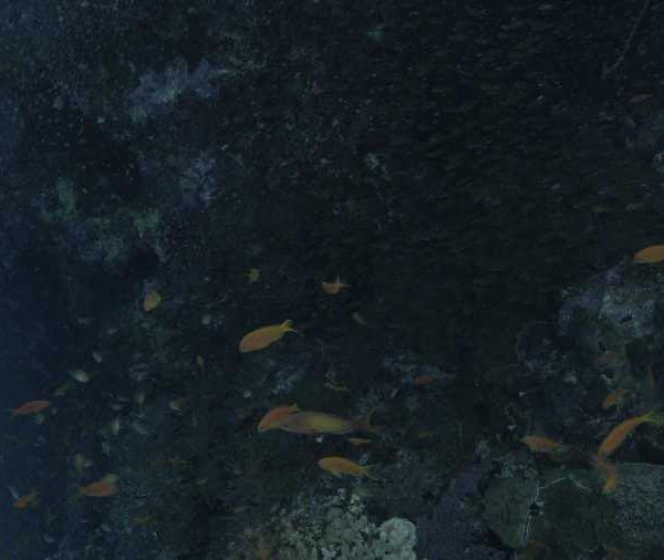 Anthias mangent sous corail avec poissons miroir plan moyen
