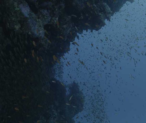 Anthias sous corail avec poissons mirroir travelling avant