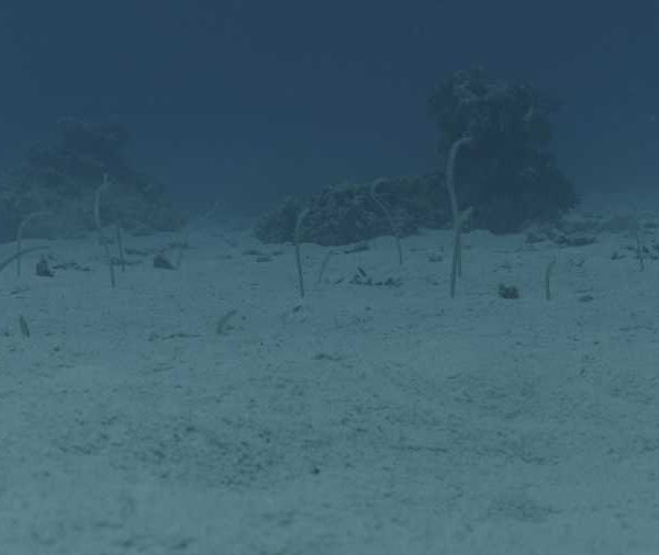 Anguilles jardiniere eterocongres sortent du sable+++ Anguilles jardiniere eterocongres sortent du sable+++