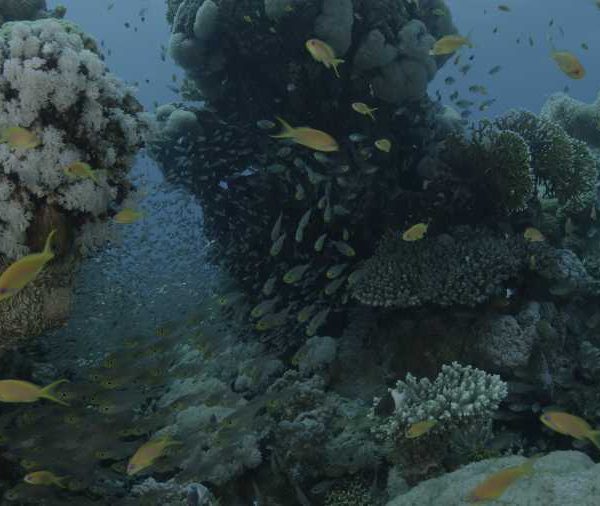 Anthias bebes sur corail