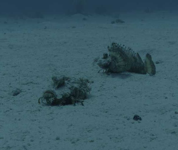 Poissons scorpion sur le sable plan moyen