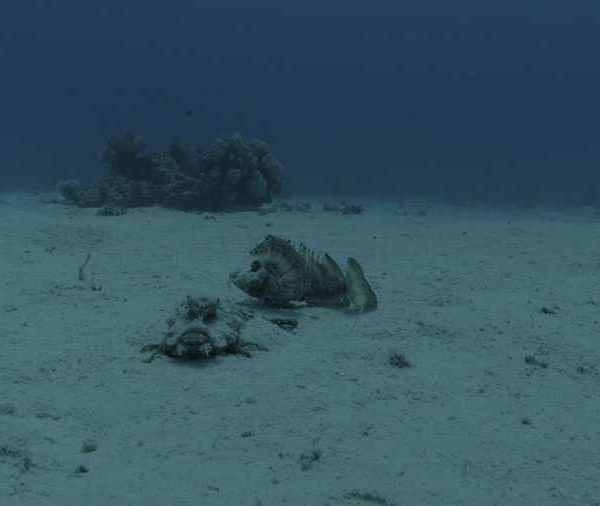 Poissons scorpion se rapprochent