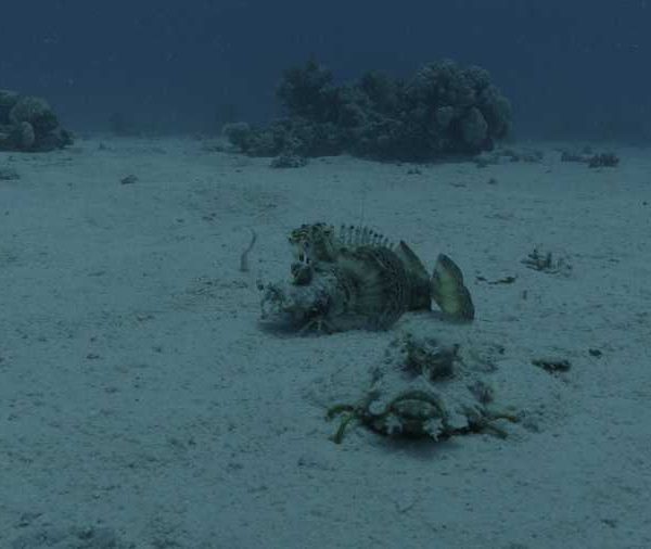 Poissons scorpion un recule