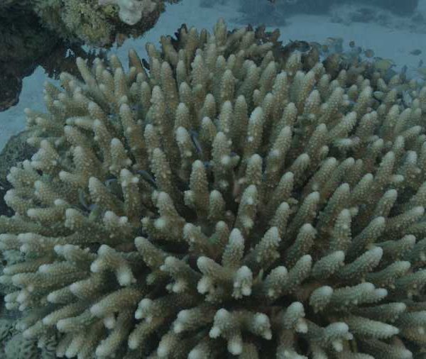 Bebes poisson se cachent dans corail