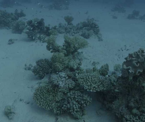 Bebes poissons nagent puis rentre dans corail plan large