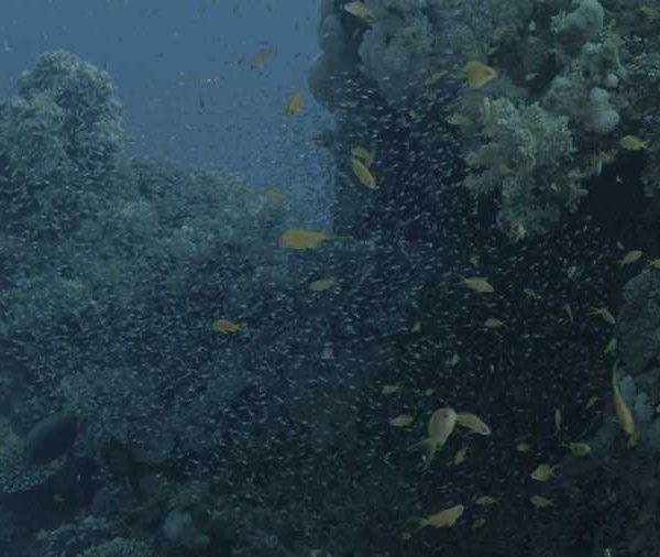 Anthias sur corail avec poissons miroir plan large
