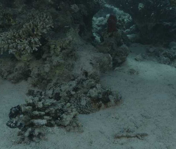 Poisson_pierre_pose_sur_le_sable_plan_large