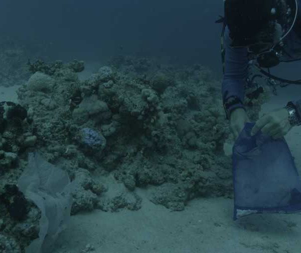Plastique_sur_corail_et_plongeur_vient_ramasser_avec_filet_bleu Plastique_sur_corail_et_plongeur_vient_ramasser_avec_filet_bleu