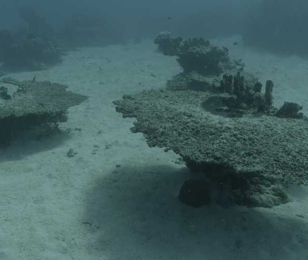 Corail_mort Corail_mort