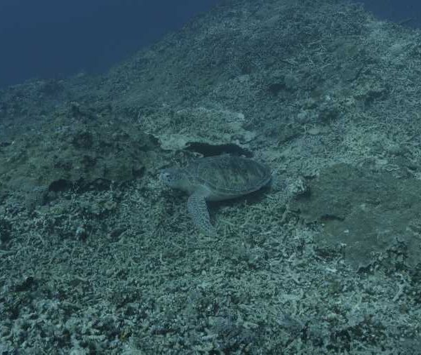 R071C040_181026WYS02_Tortue_posee_sur_corail