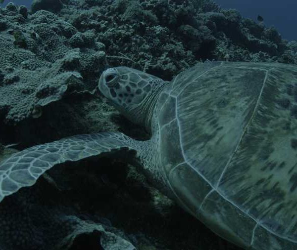 R071C062_1810268MS02_Tortue_se_repose_plan_moyen