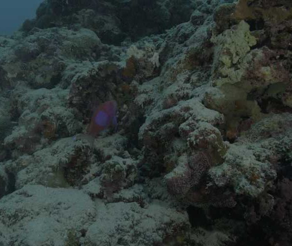 R072C037_1810279BS02_Poisson_japonais_rouge_et_violet_de_face