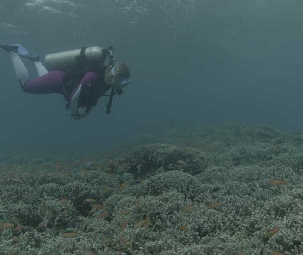 R072C074_181027Z1S02_Plongeuse_nage_dans_banc_d-anthias