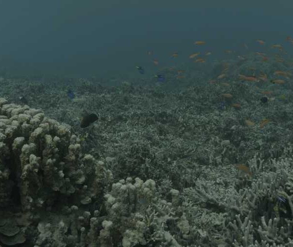 R072C076_181027URS02_Poisson_chirurgien_paracanthurus_avec_anthias
