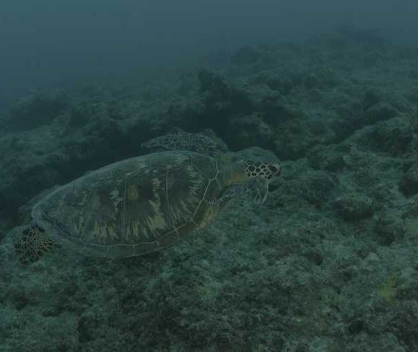 R073C030_181029TWS02_Tortue_nage__face_camera_entree_de_champokokok.jpg