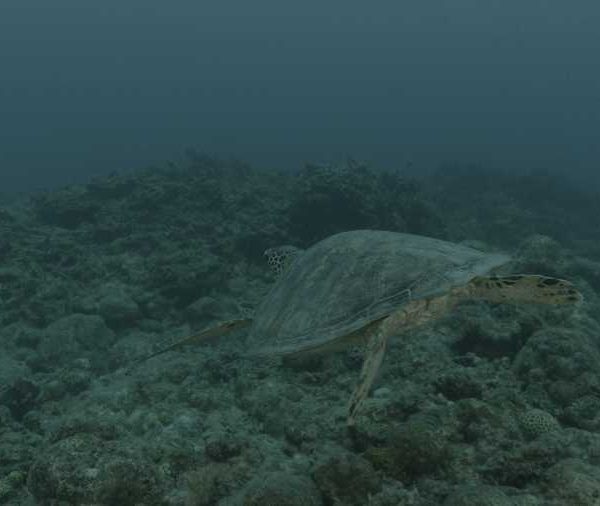 R073C035_181029OKS02_Tortue_nage_camera_sous_elle_et_dessus_apresokokok