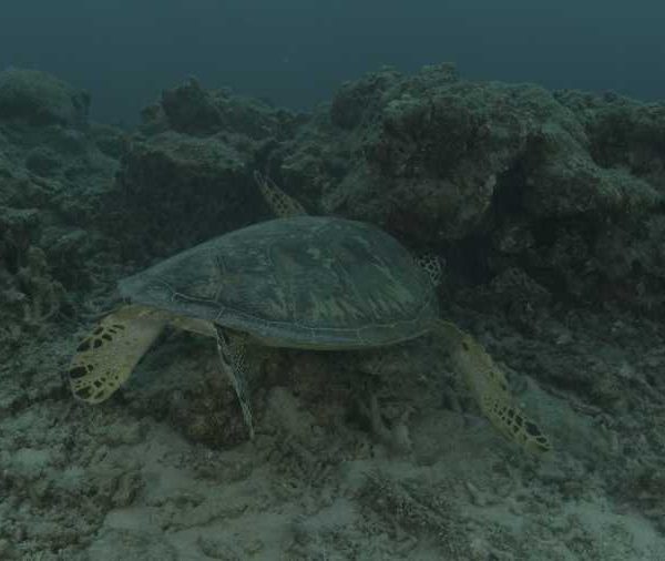 R073C037_181029B9S02_Tortue_se_nettoie_se_nettoie_carapace_sous_rocher.jpg