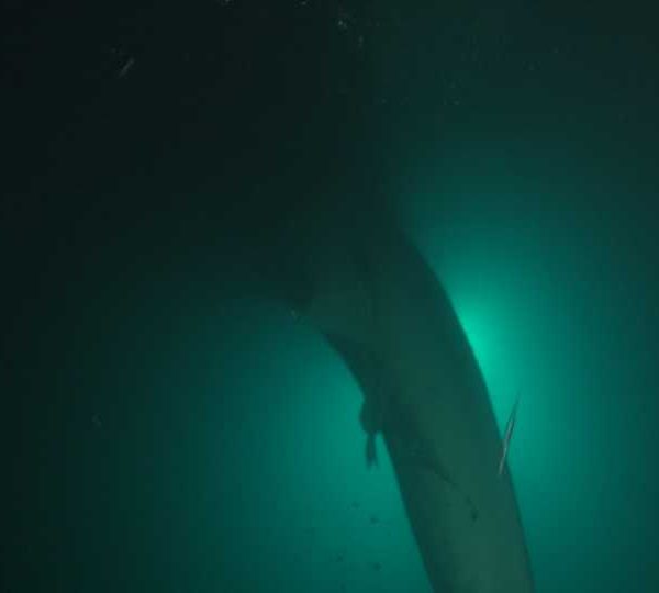 Requin_baleine_nuit_remonte_vers_lumiere Requin_baleine_nuit_remonte_vers_lumiere