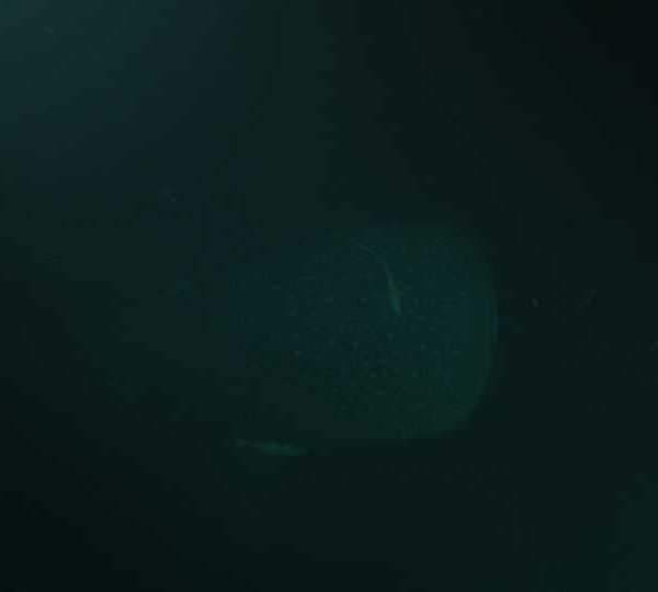 Requin_baleine_nuit_vuez_de_dessus