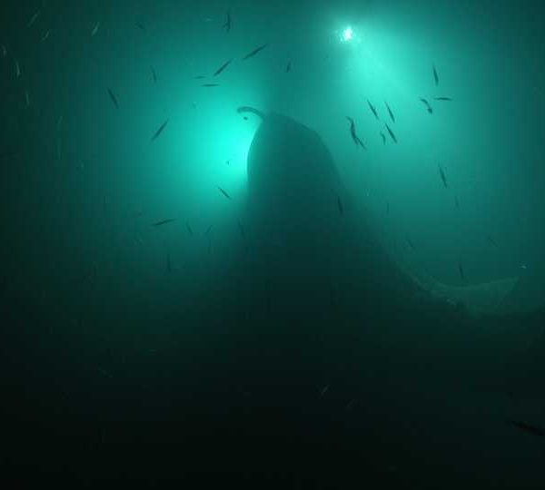 Requin_baleine_nuit_sous_lumiere_avec_petits_poissons_devant Requin_baleine_nuit_sous_lumiere_avec_petits_poissons_devant