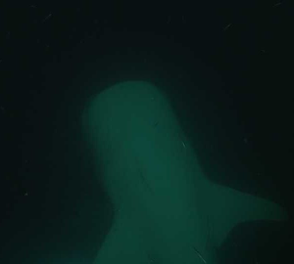 Requin_baleine_nuit_passe_sur_camera++ Requin_baleine_nuit_passe_sur_camera++